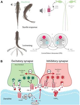 Social Experience Regulates Endocannabinoids Modulation of Zebrafish Motor Behaviors